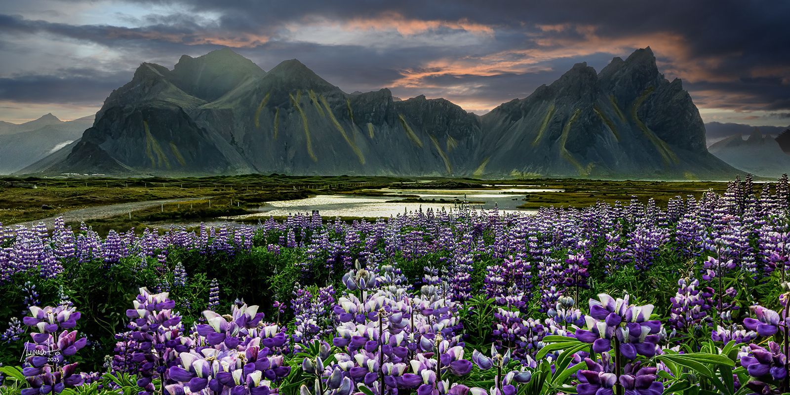 Vestrahorn Vesturhorn und Lupinen, eine Fotografie von Thomas Hartstang, suedereiche.art, Island, Berge,Sonnenuntergang, Shop