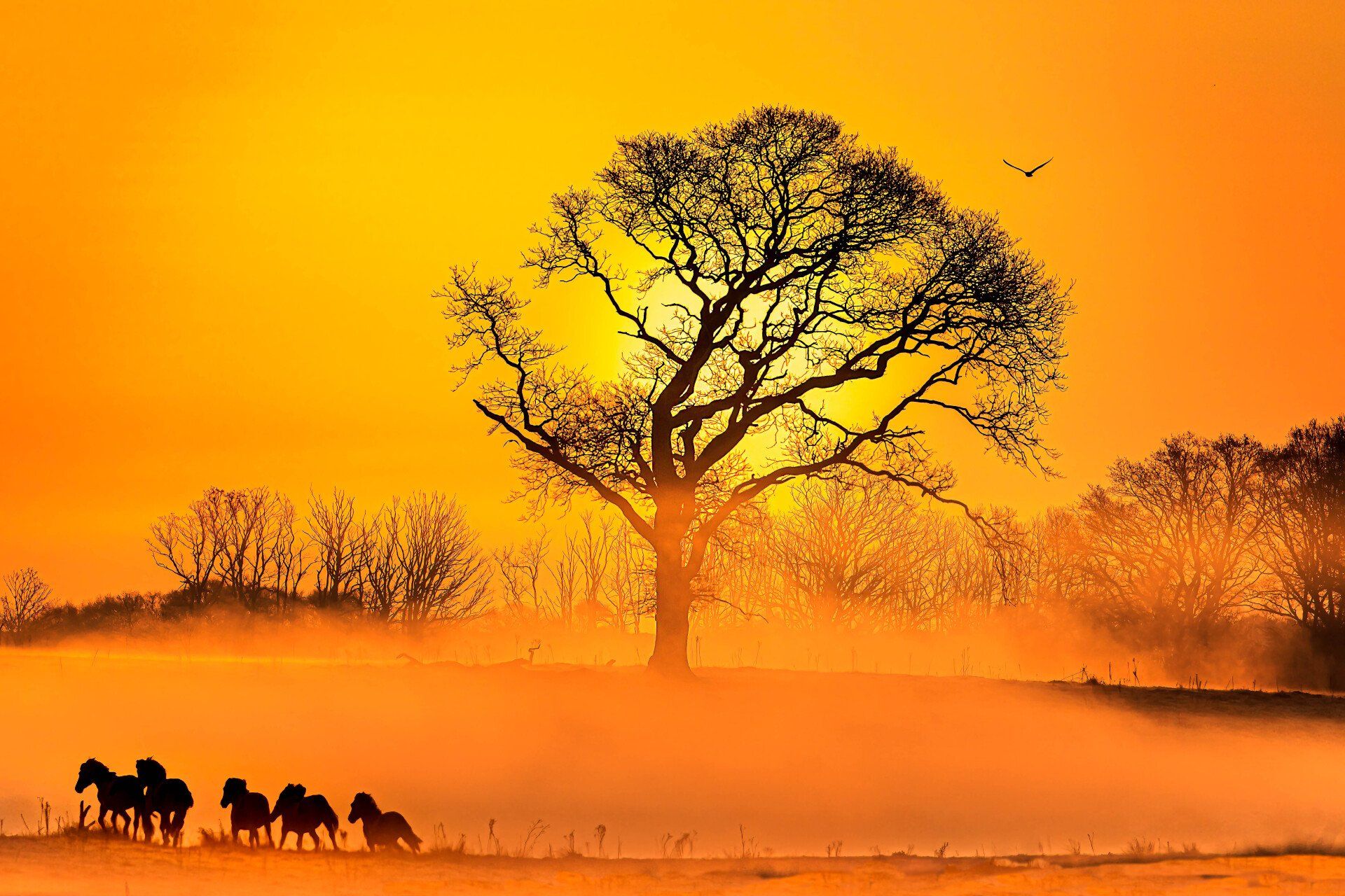 Das ist nicht Afrika, Fotografie, ein Fine Art Druck aus der Limited Edition Serie von Thomas Hartstang, Suedereiche.Art, Deutschland, Ostsee, Schlei, Maasholm, Geltinger Birk, Naturschutzgebiet, Konik, Pferde