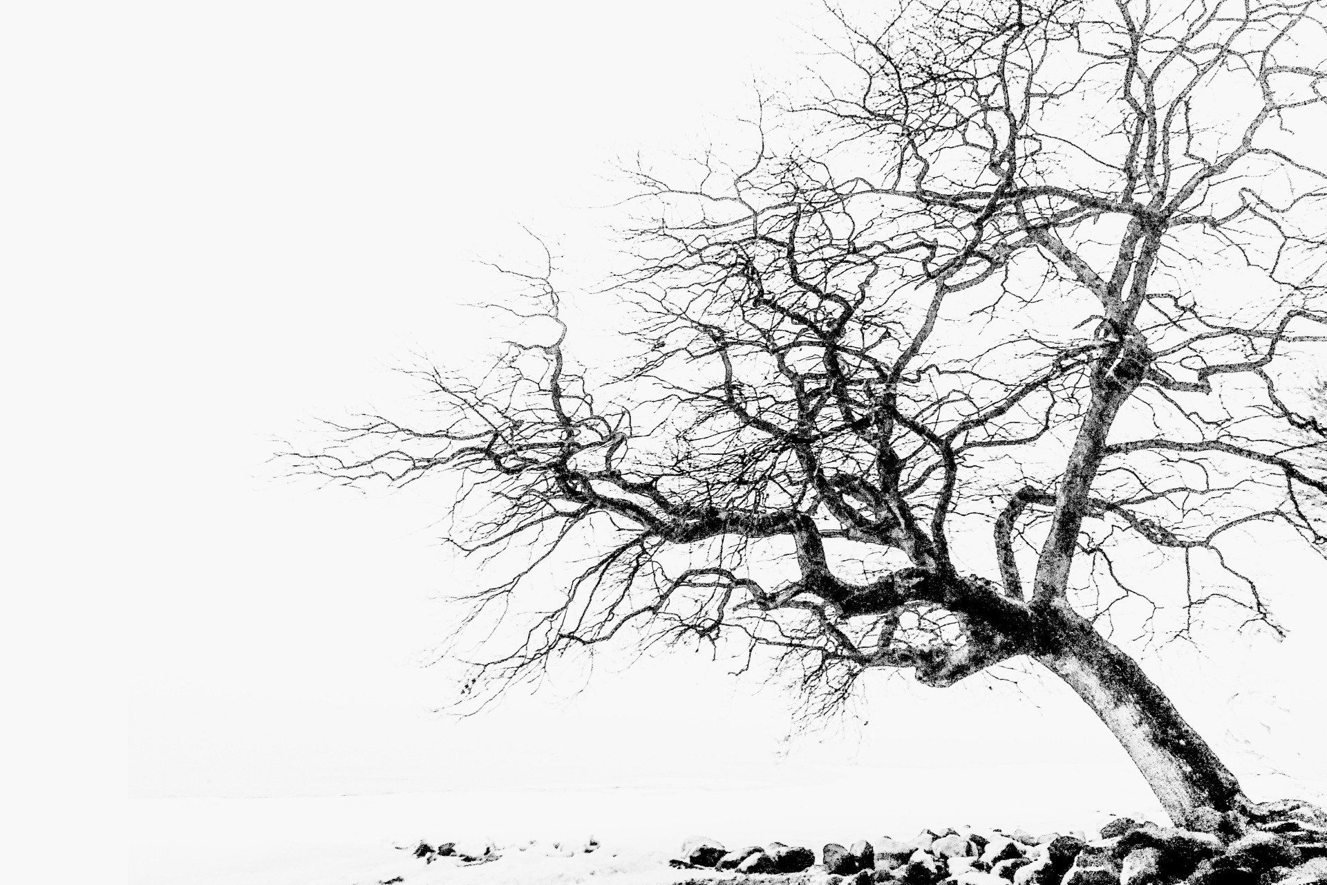 Eiche am Ohrfeldhaff, eine Fotografie von Thomas Hartstang, siedereiche.art, Ostsee, Baum, minimalistisch, Deutschland, schwarz-weiß, Shop