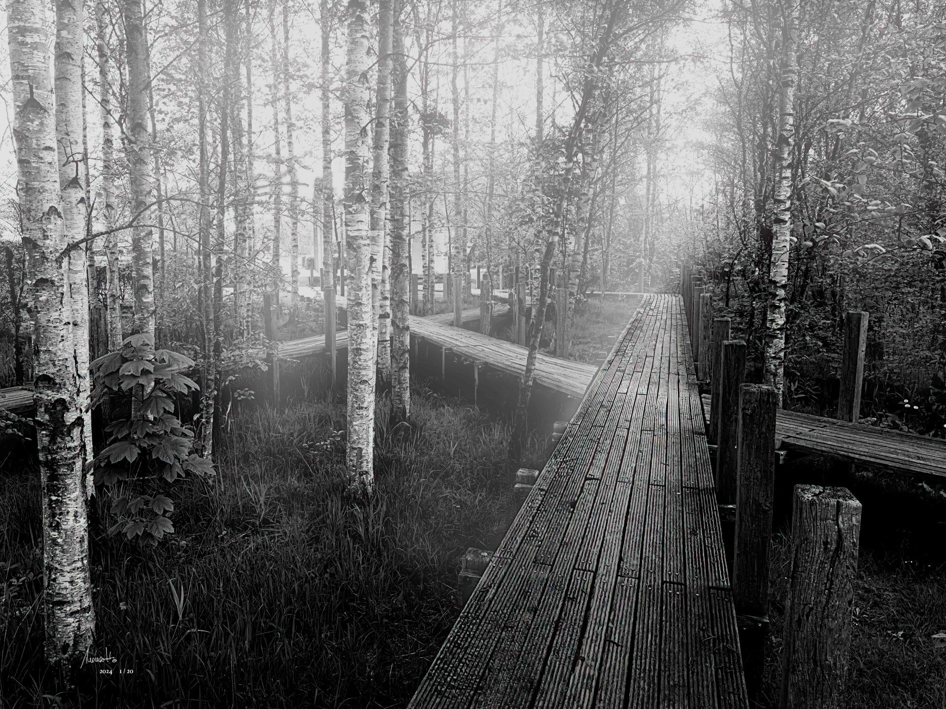 Birken und Stege, eine Fotografie von Thomas Hartstang, siedereiche.art, Schleswig, Schlei, Nebel, Deutschland, Ostsee, Shop