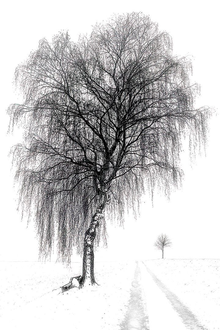 Birch near Rhüden at Winter, internationally awarded photograph by Thomas Hartstang, suedereiche.art, Rhüden, Germany, landscape photography, fine art photography
