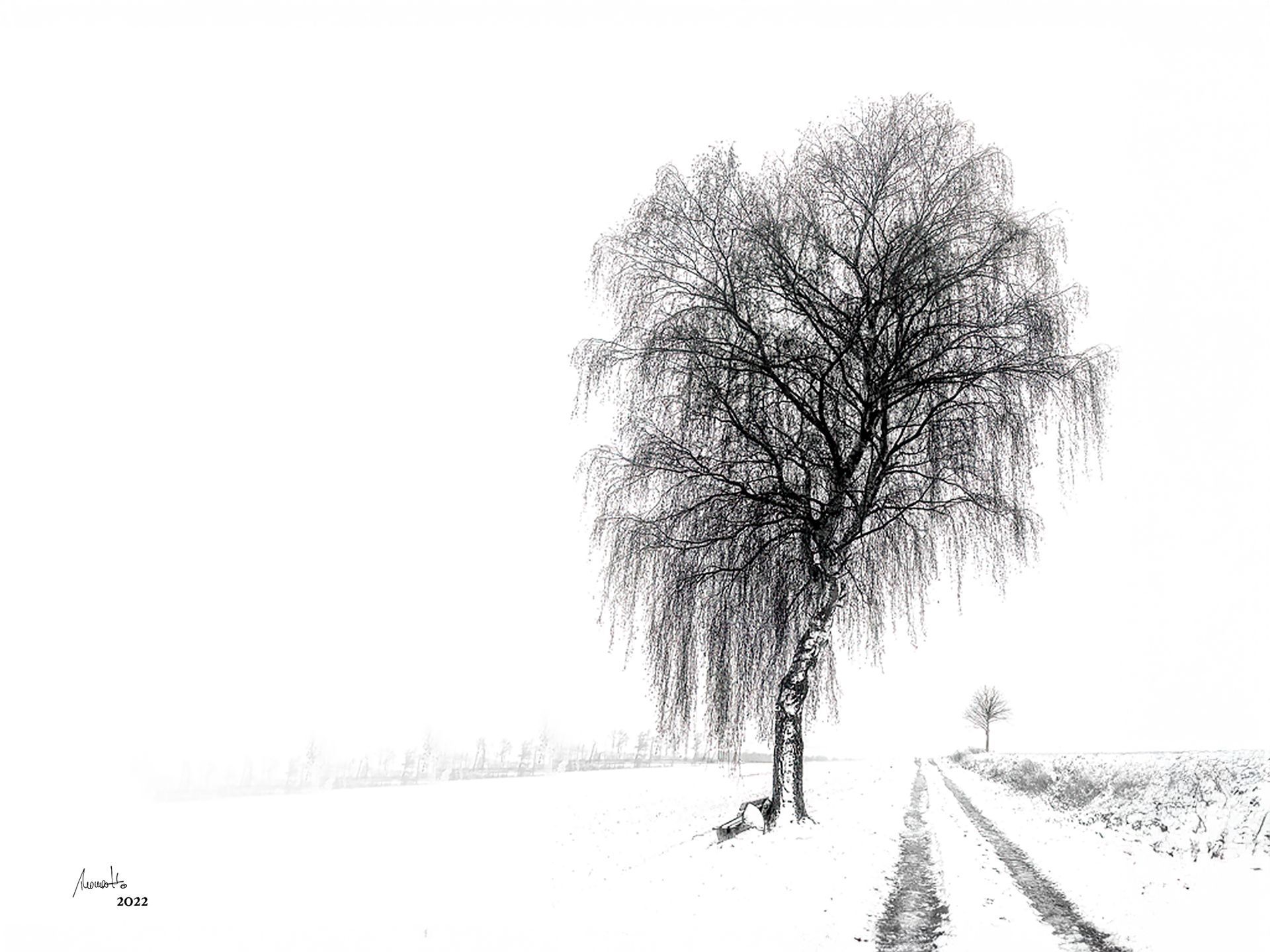 Birke bei Rhüden im Winter, Fotografie, ein Fine Art Druck aus der Limited Edition Serie von Thomas Hartstang, Suedereiche.Art