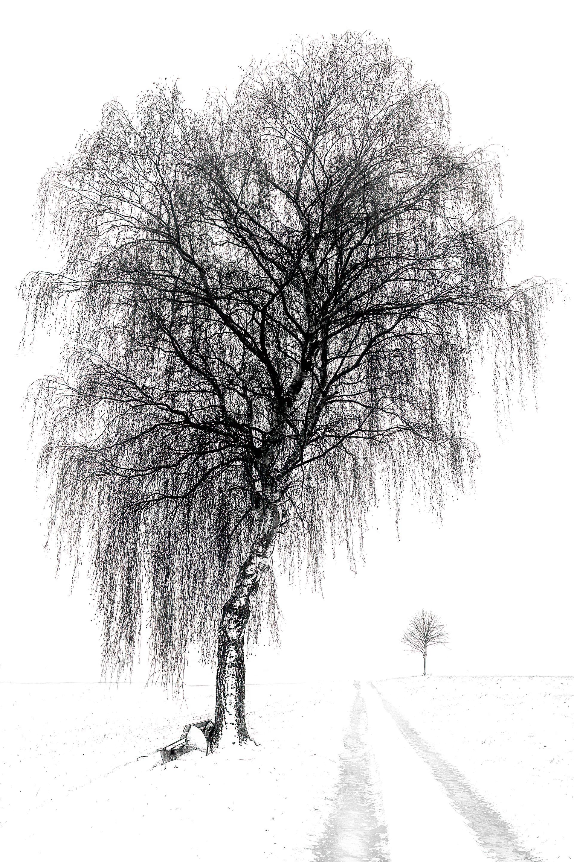 Birke bei Rhueden im Winter, Fotografie von Thomas Hartstang, Atelier Südereiche
