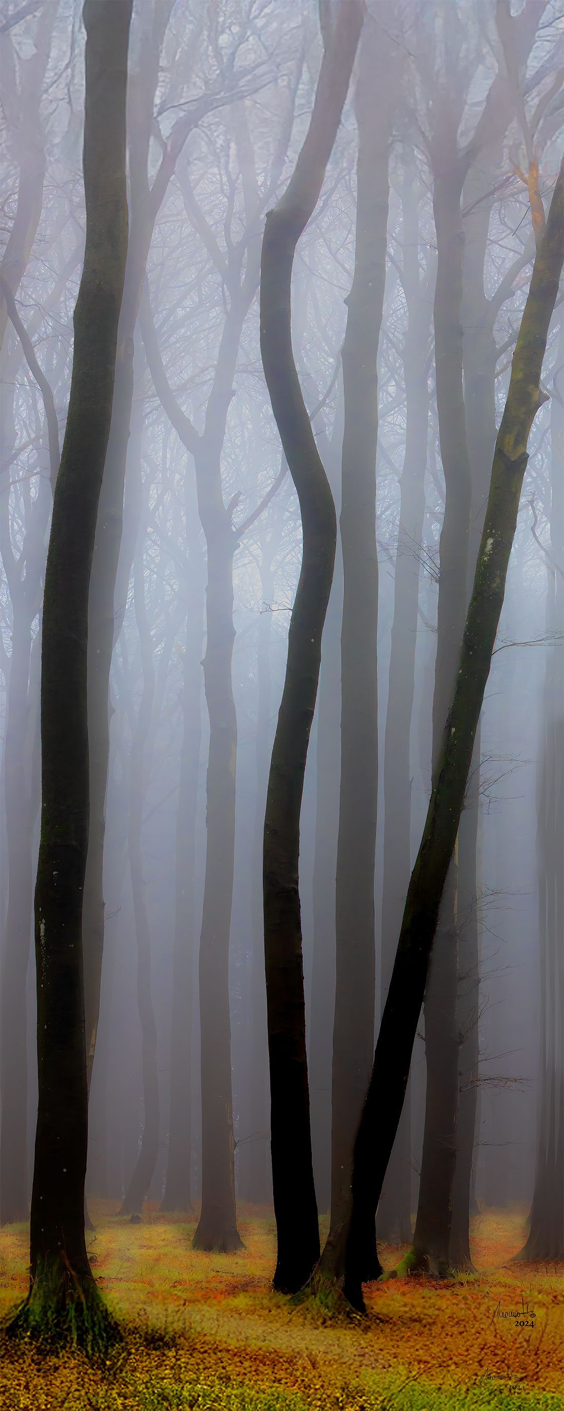 Wald auf Rügen, eine Fotografie von Thomas Hartstang, suedereiche.art, Deutschland, Ostsee, Mecklenburg-Vorpommern,Nebel, Baum, Shop