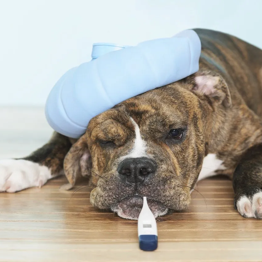 Doggystyling | meine Tierheilpraxis