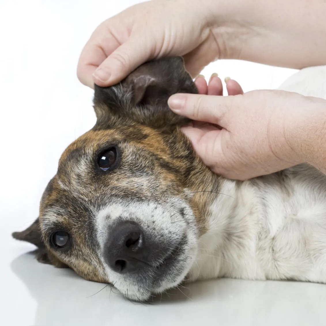 Doggystyling | mein ergänzendes Pflegeangebot