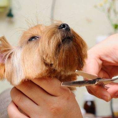 Doggystyling | Frisuren und Fellpflege