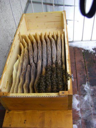 Mitte Dezember, Oxalsäurebehandlung. Das große Volk ist enorm geschrumpft. Genügend Vorräte hat es, aber ob die paar Bienen durch den Winter kommen?