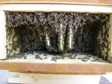 Elf Tage später sieht es so aus: der Honigraum ist bereits mehr als halbd ausgebaut.