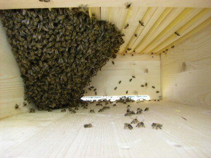Nachmittags einlogiert. Am nächsten Morgen: eine schöne Bienentraube und der Wabenbau ist im Gange.