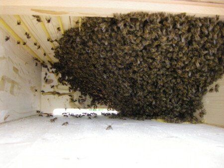 Blick in die Bienenkiste am zweiten Tag