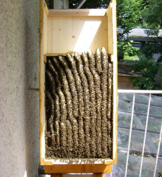 Blick in die Bienenkiste nach 6 Wochen, die Kiste ist voll ausgebaut.