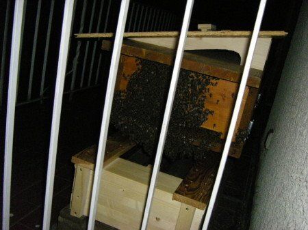 Blick auf die Bienenkiste bei Nacht. Nachts quillt die Kiste über vor Bienen.