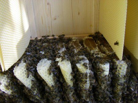 In den abgeschnittenen Waben sieht man den Honig.