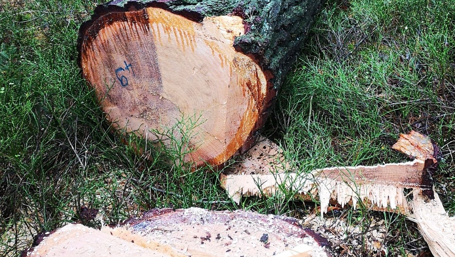 gefällter Stamm der Weymouthkiefer