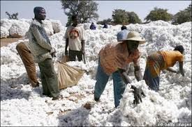 Producteurs de coton Bénin Burkina Faso Mali