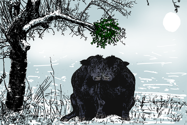 Rinder, Stier, romantisch, Winter, Bild, Wandbild, Kunstdruck