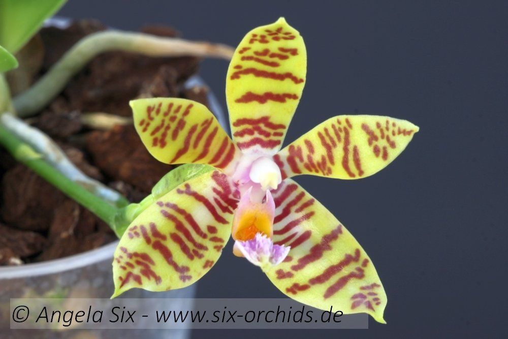 Phalaenopsis fasciata