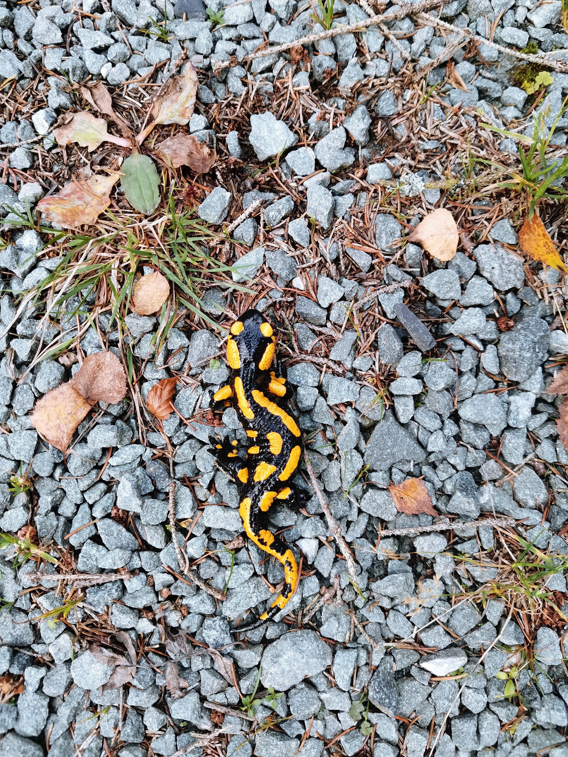 Der Feuersalamander im Bestattungsmarkt