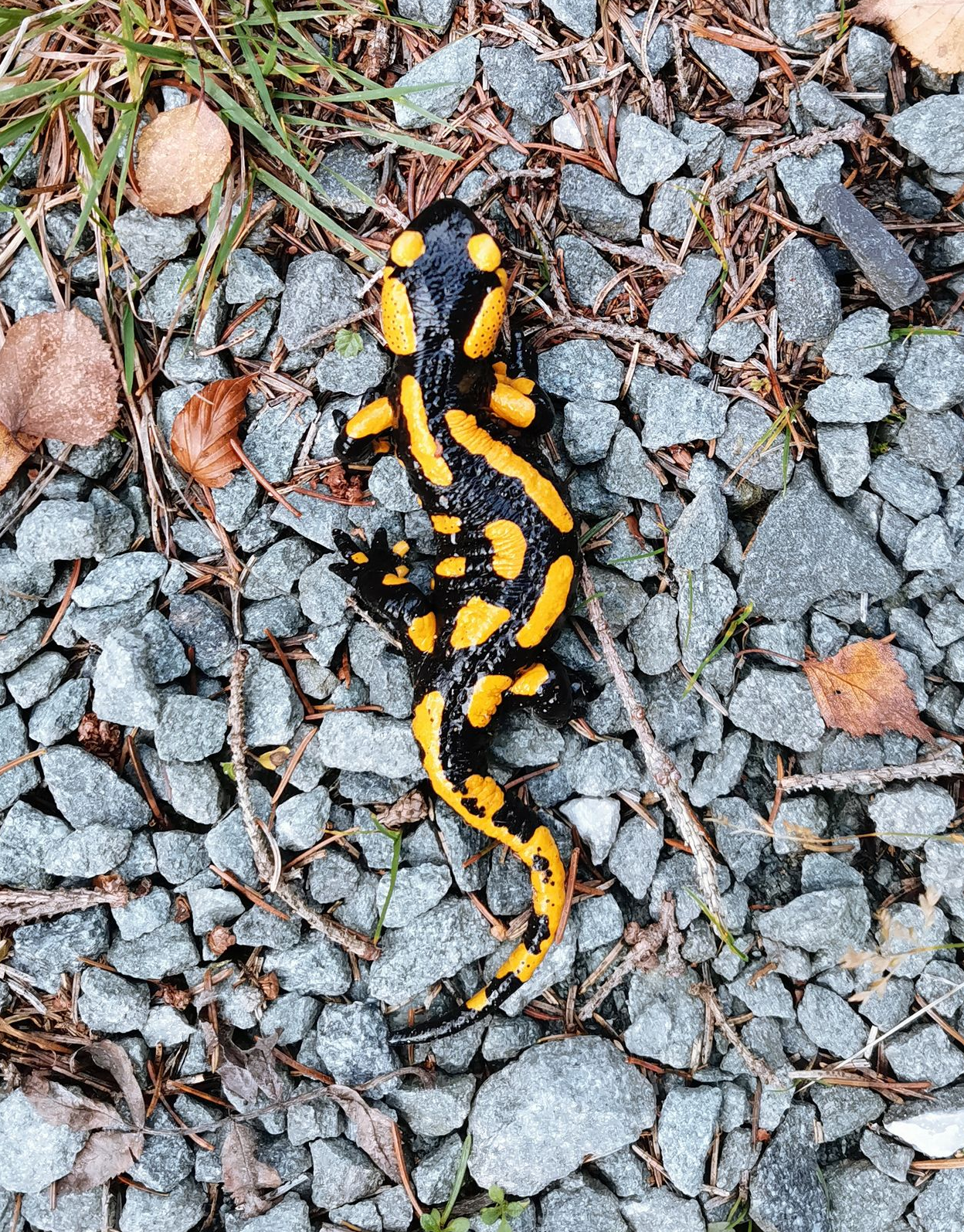 Ein Feuersalamander
