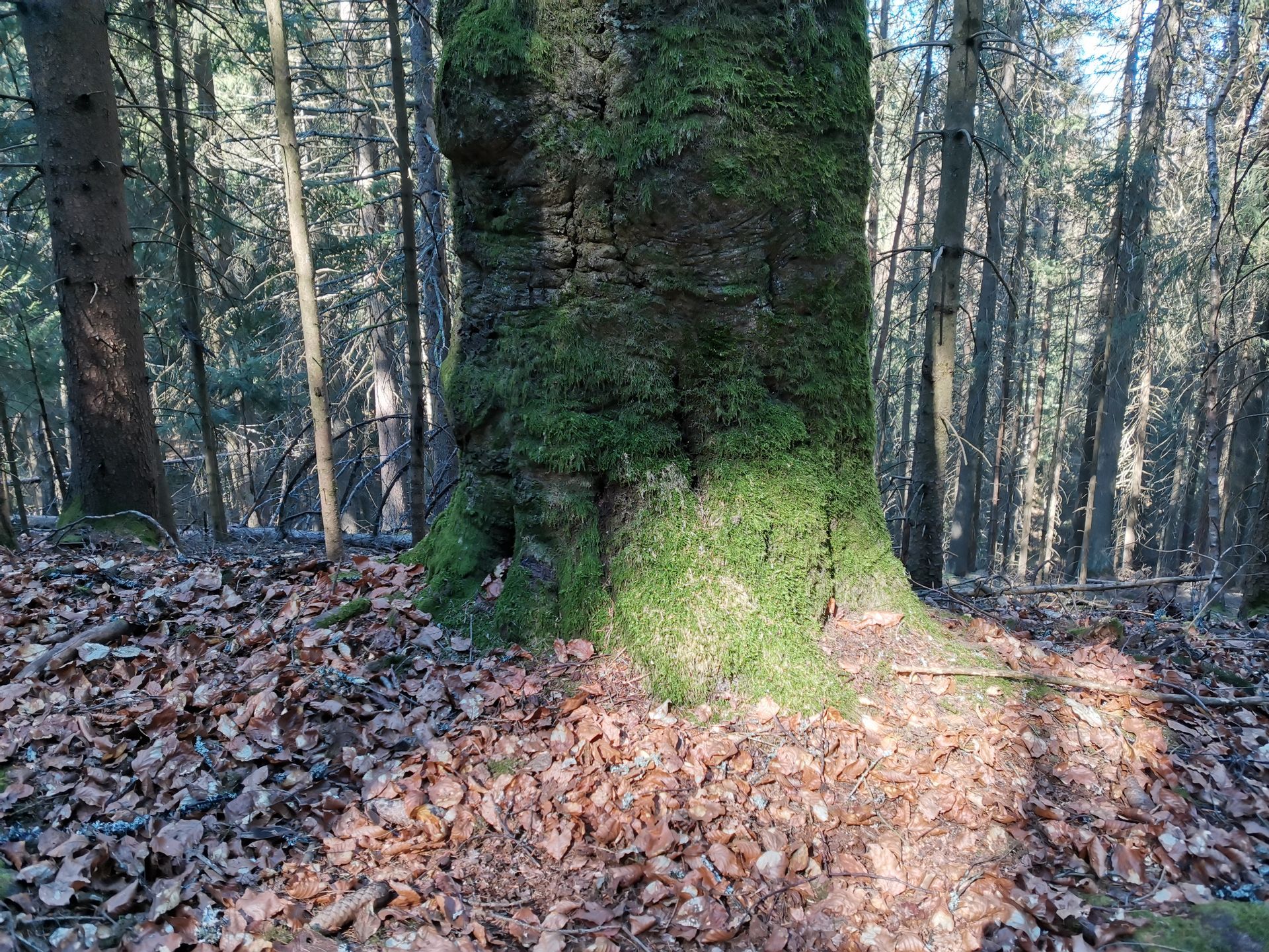 Herbstzeit ist Bestatterzeit Der Herbst kommt