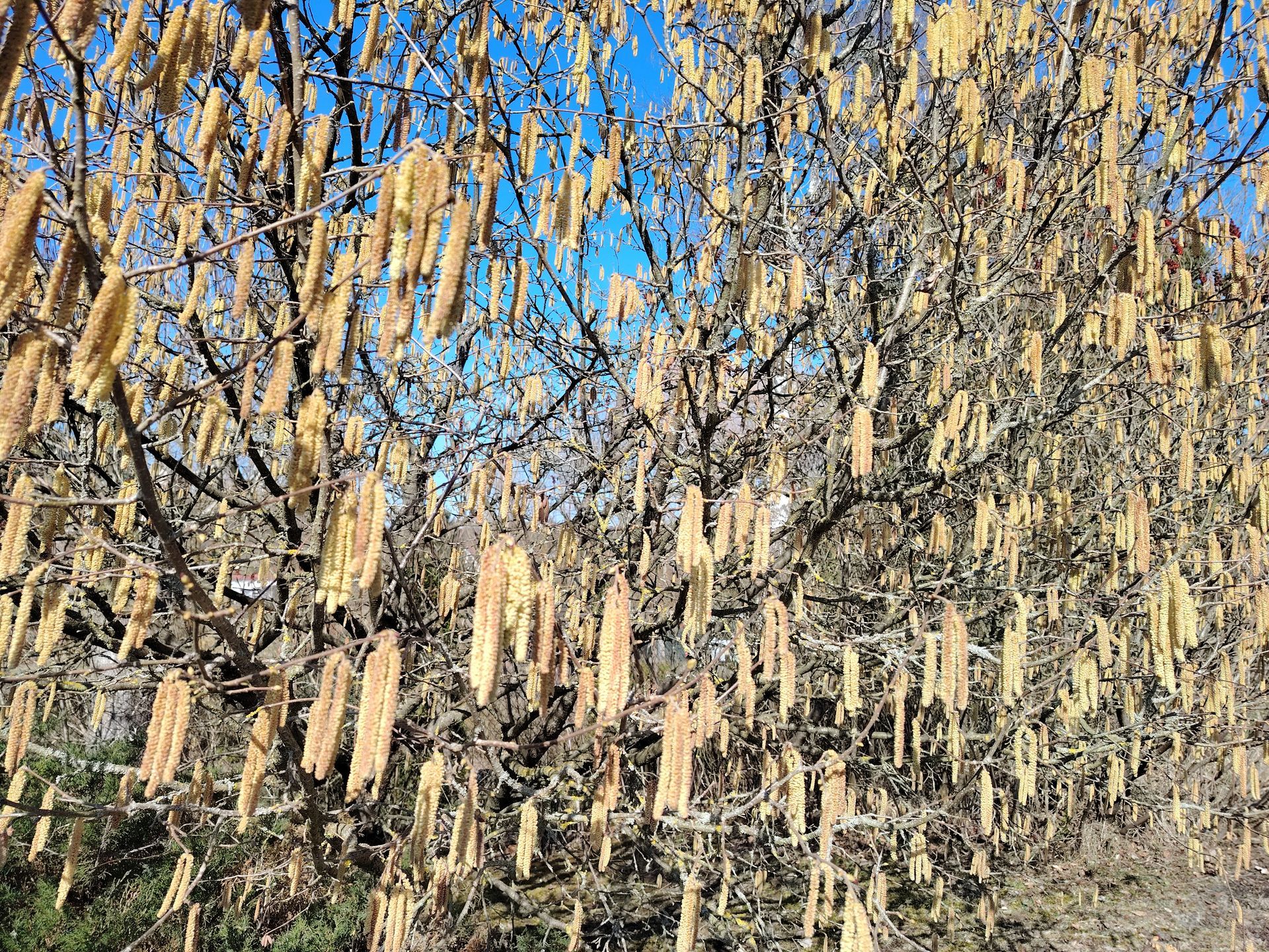 Frühling im Bestattungshaus