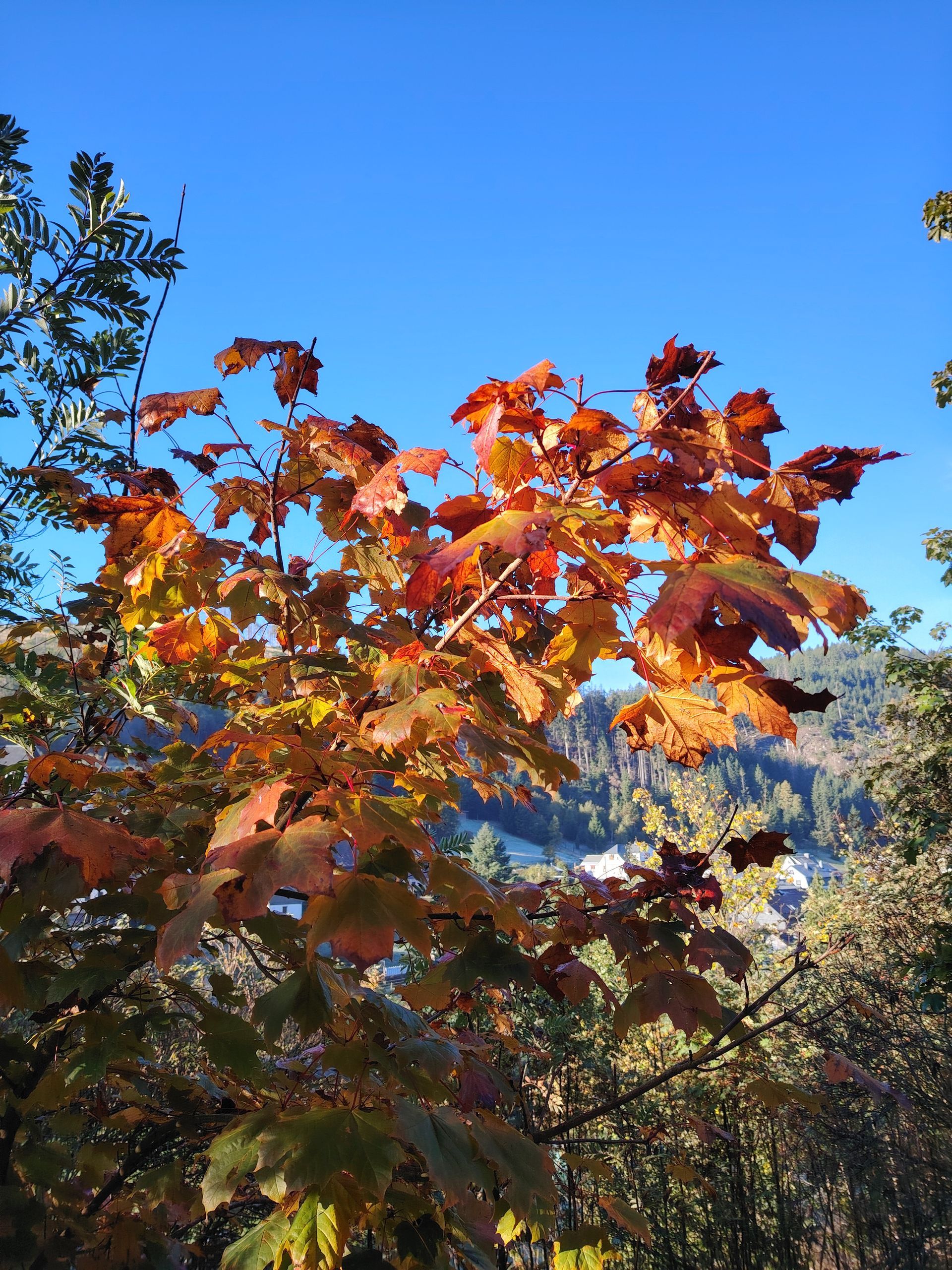 Der Herbst ist da, auch für den Bestatter