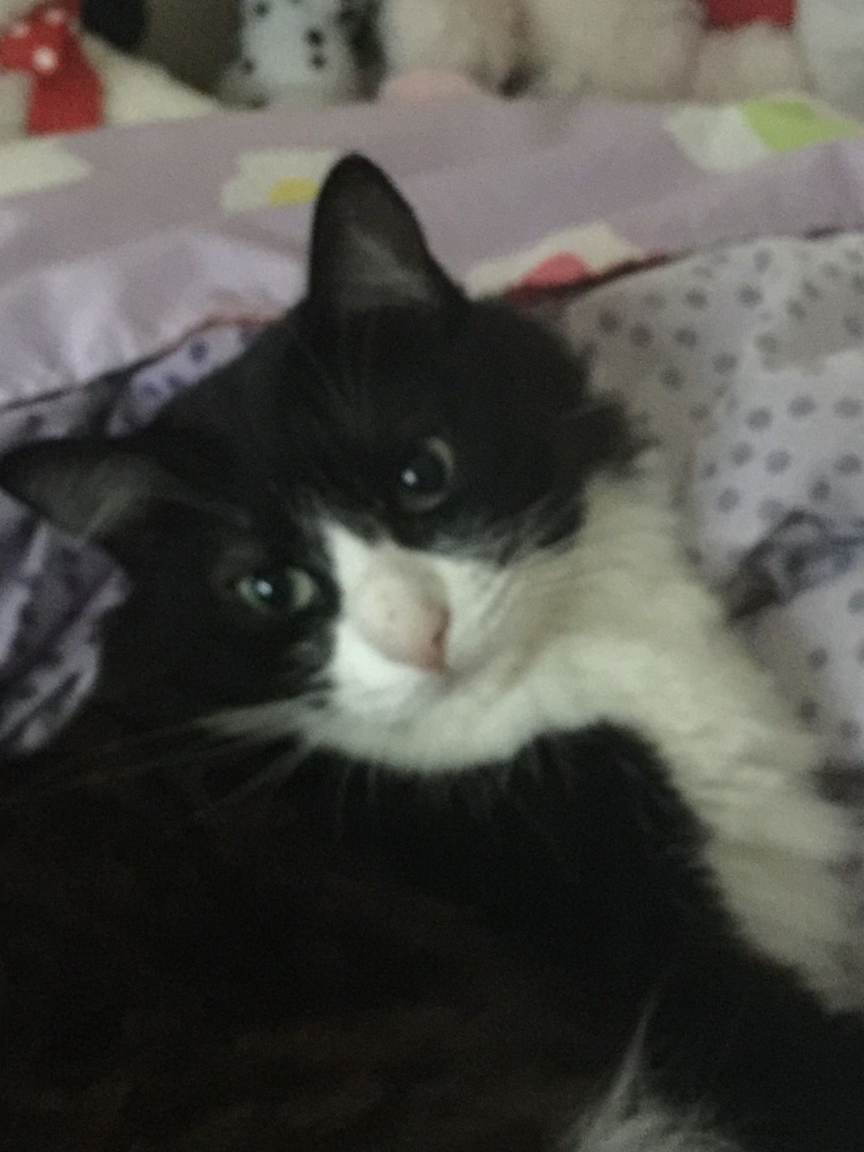 CHANDLER
One of teh kittens