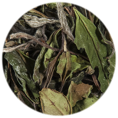 Foto Te biancoPaiMu Tan