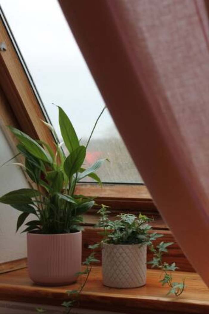 Gruppenunterkunft mit Hund Ostsee