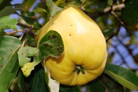 Qitte von Brände und Liköre Josef Beuerlein