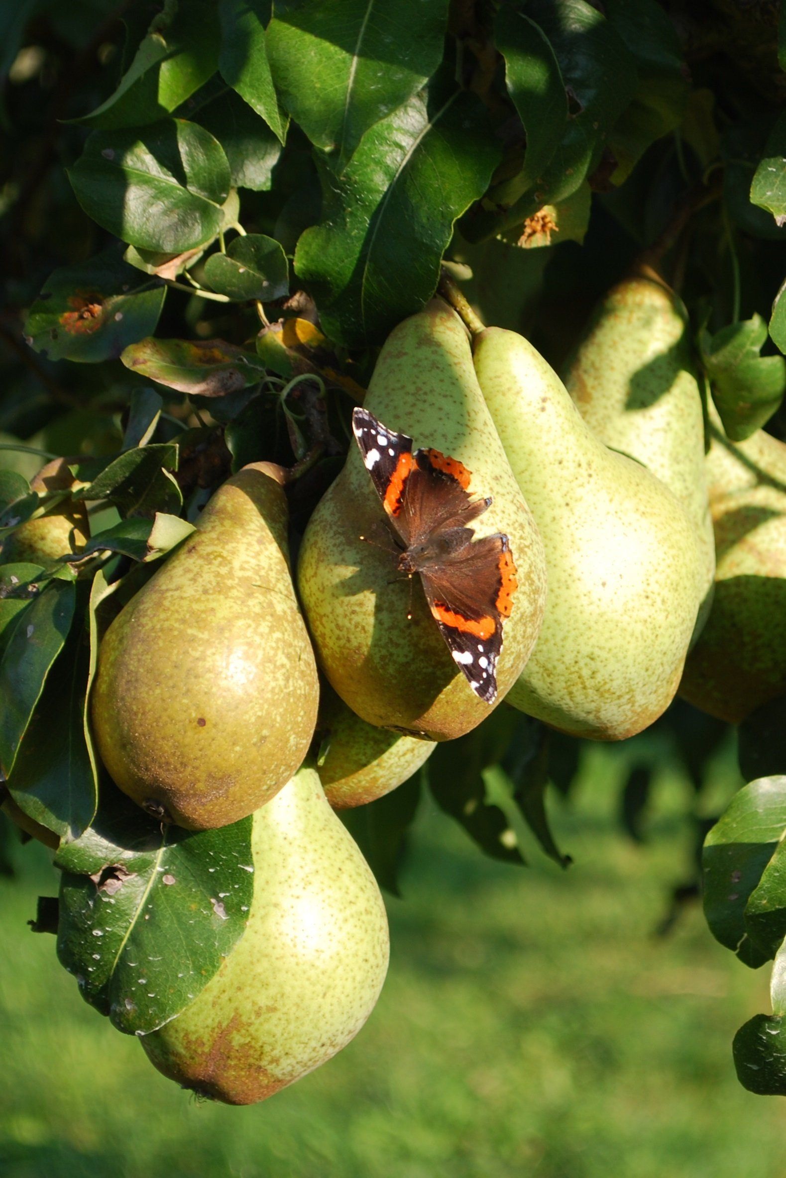 Williams-Christ-Birne von Brände und Liköre Josef Beuerlein