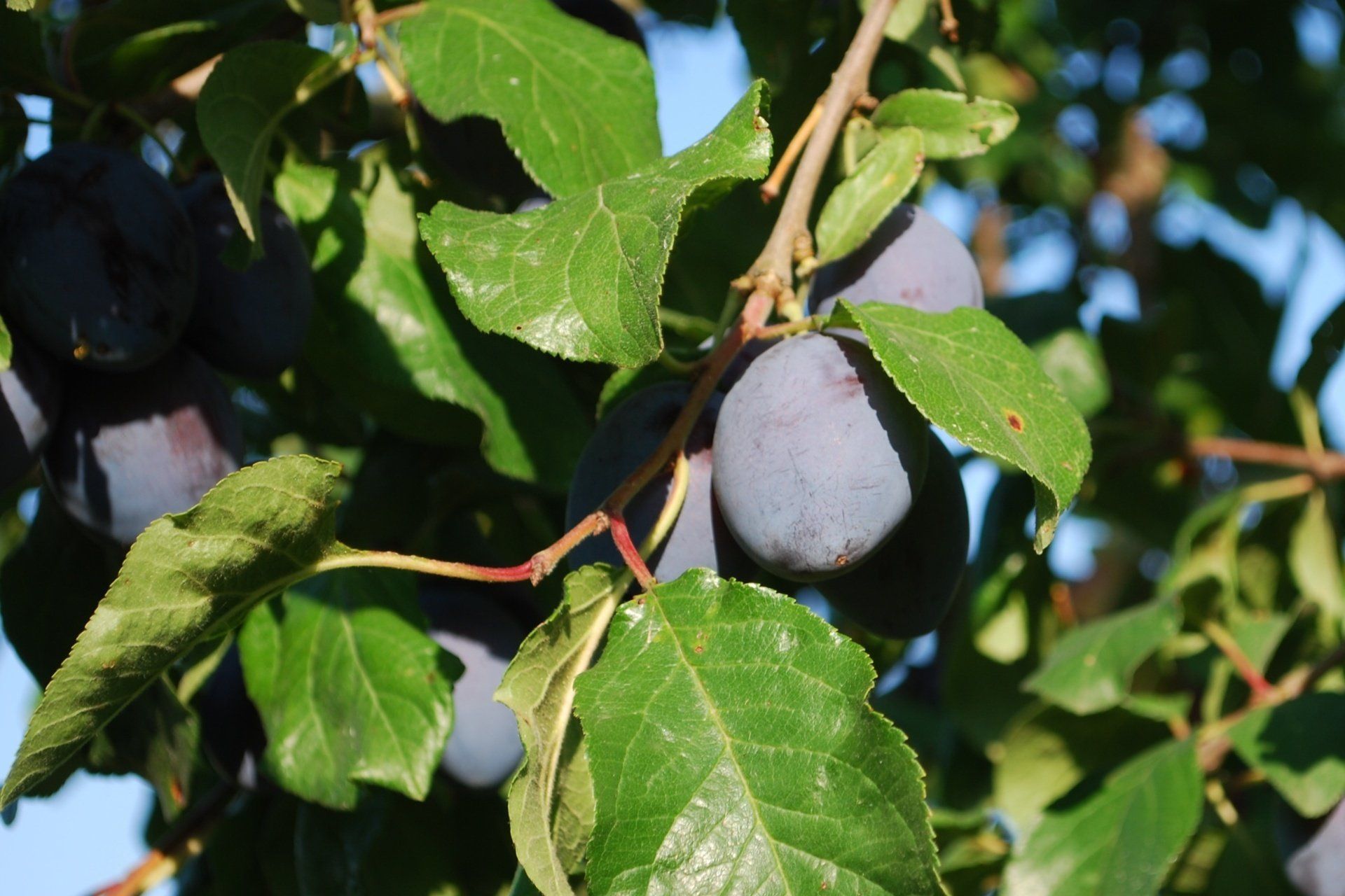 Zwetschge von Brände und Liköre Josef Beuerlein