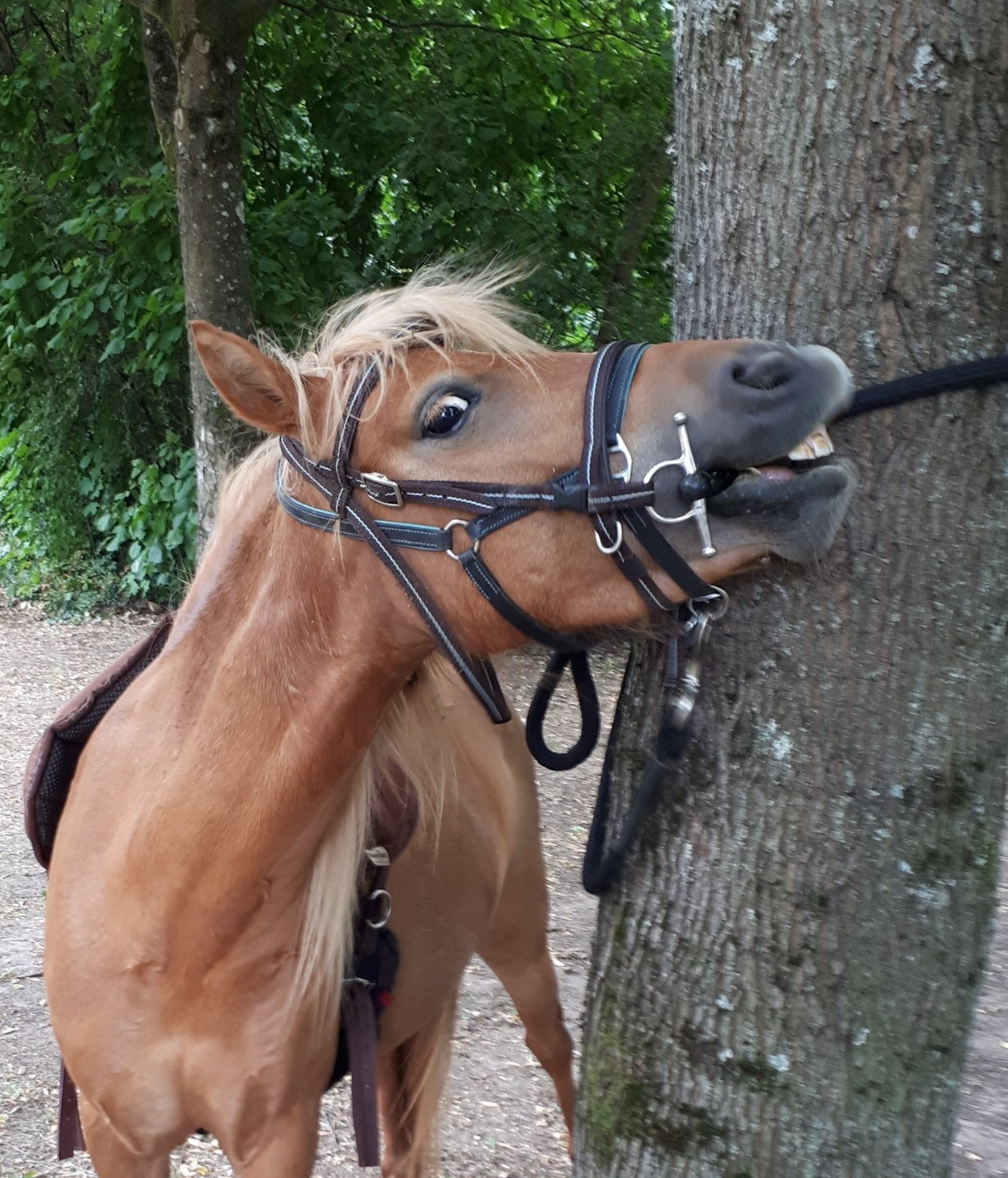 Pferdesprache lernen, Körpersprache, Horsemanship, Alt Jabel, Mecklenburg Vorpommern, Reiten lernen, Kinder und Erwachsene, Bodenarbeit, Wanderreiten, Ausritte, Reitunterricht, Pferde, Partnerschaft, Pferdekommunikation