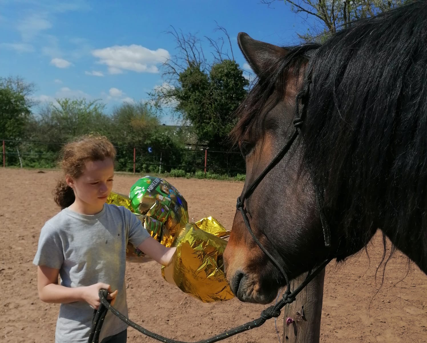 Pferdesprache lernen, Körpersprache, Horsemanship, Alt Jabel, Mecklenburg Vorpommern, Reiten lernen, Kinder und Erwachsene, Bodenarbeit, Wanderreiten, Ausritte, Reitunterricht, Pferde, Partnerschaft, Pferdekommunikation