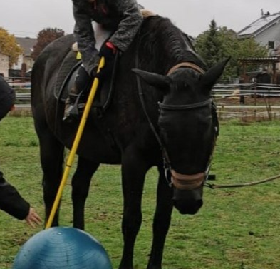 Pferdesprache lernen, Körpersprache, Horsemanship, Alt Jabel, Mecklenburg Vorpommern, Reiten lernen, Kinder und Erwachsene, Bodenarbeit, Wanderreiten, Ausritte, Reitunterricht, Pferde, Partnerschaft, Pferdekommunikation