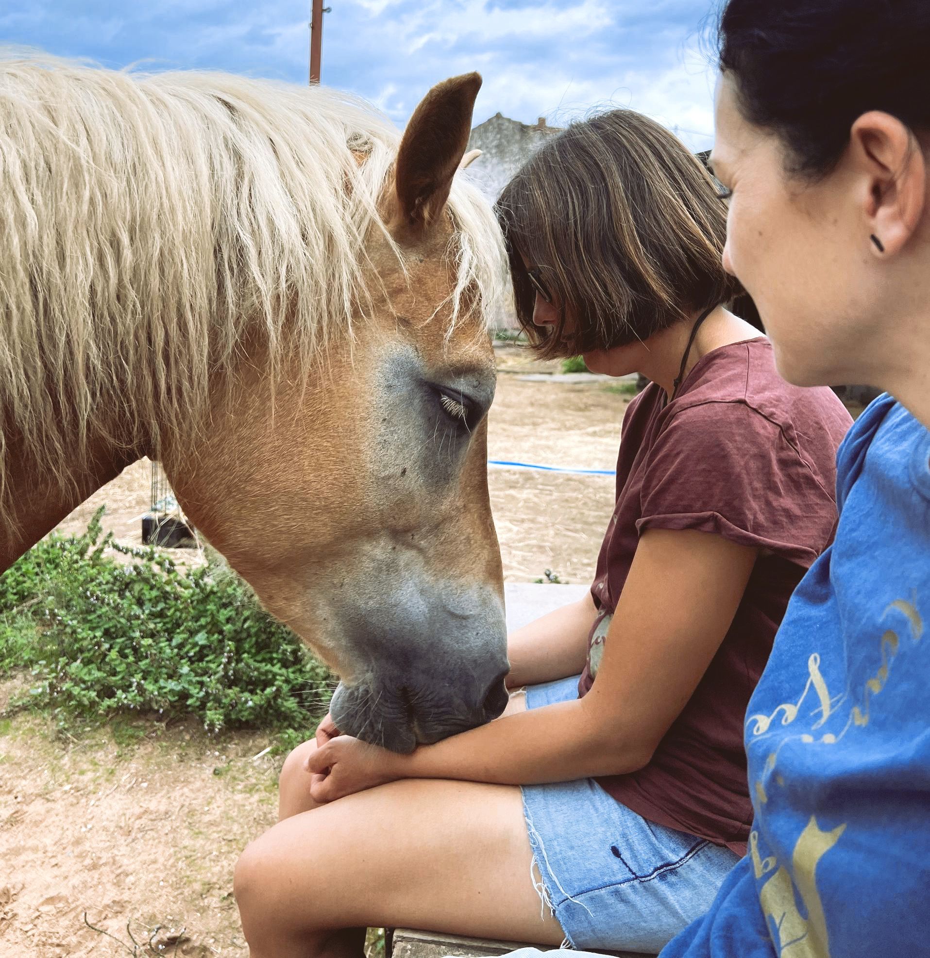 Pferdesprache lernen, Körpersprache, Horsemanship, Alt Jabel, Mecklenburg Vorpommern, Reiten lernen, Kinder und Erwachsene, Bodenarbeit, Wanderreiten, Ausritte, Reitunterricht, Pferde, Partnerschaft, Pferdekommunikation