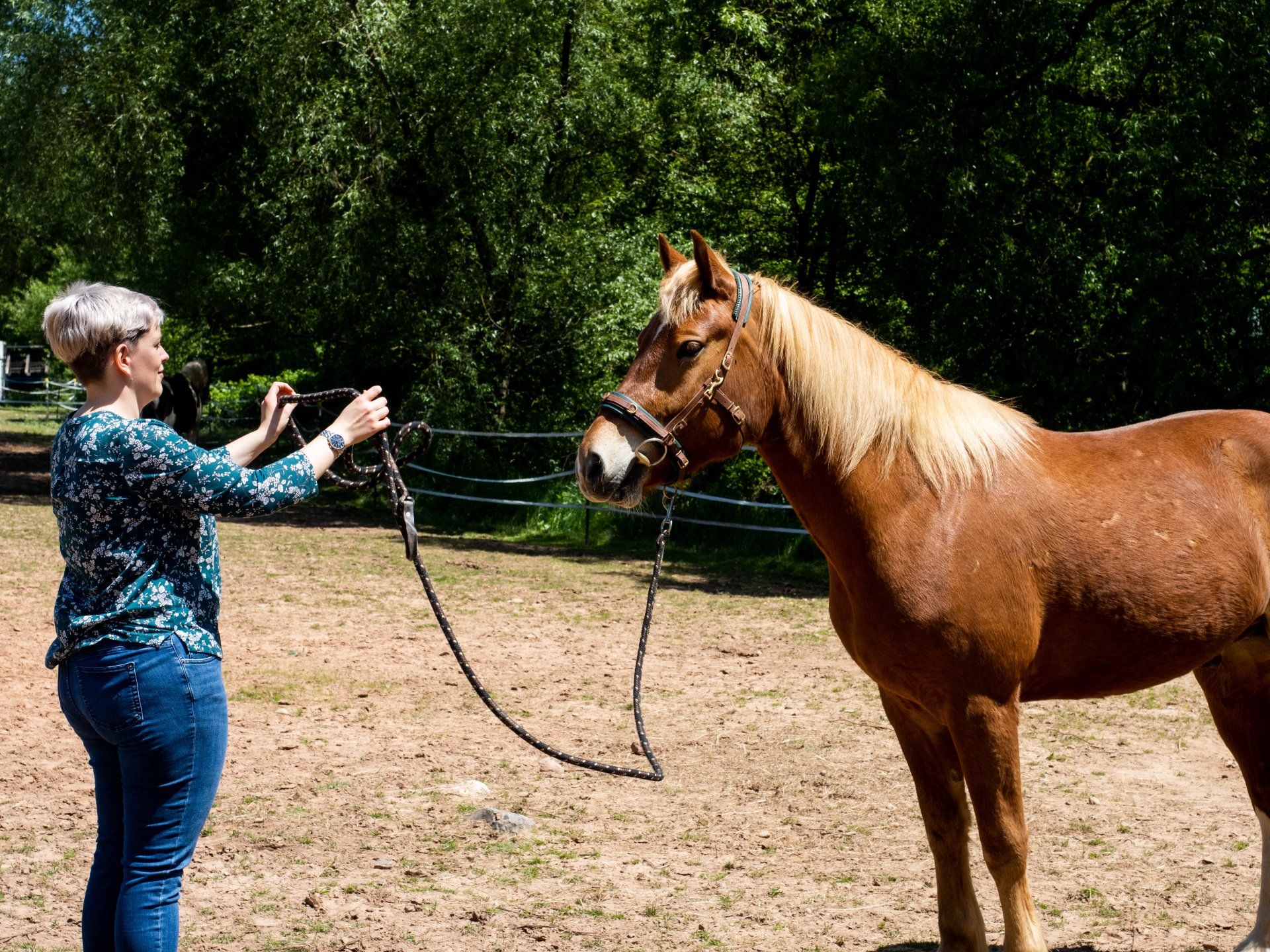 Horsemanship, Bodenarbeit, Pferdepsychologie, ganzheitlich, Partnerschaft mit dem Pferd