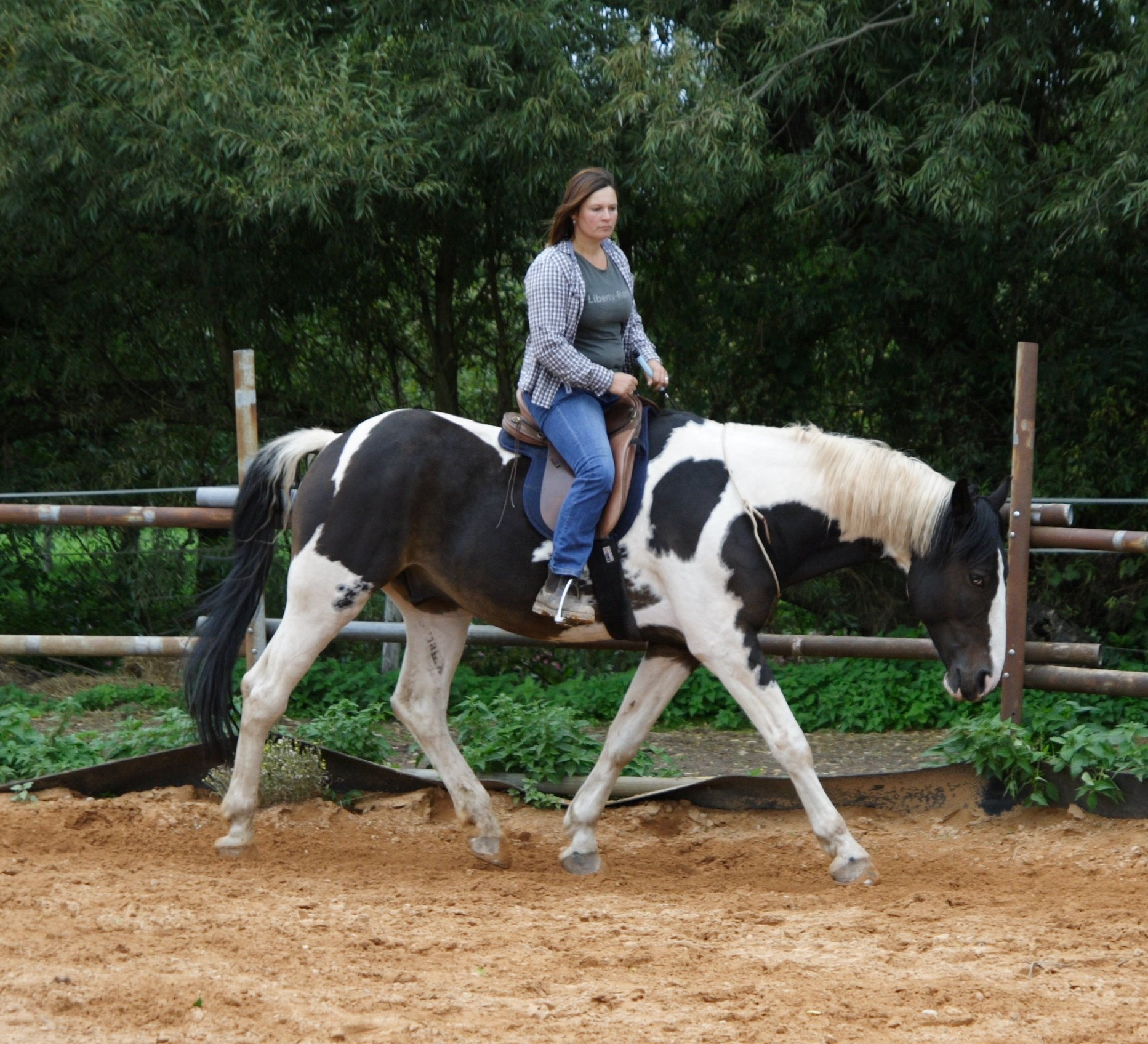 Reiten ohne Zügel