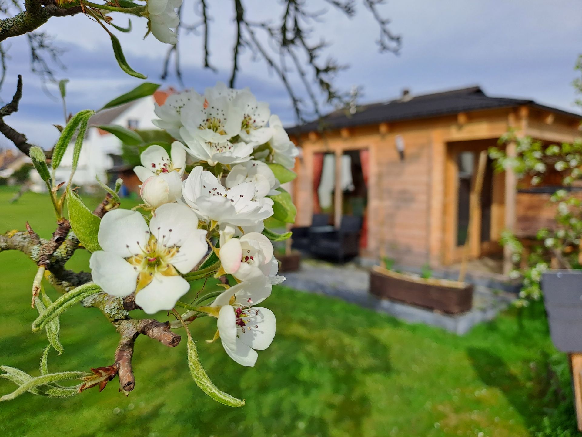 Biernenblüte vor unserem Bienenhaus in Luthe