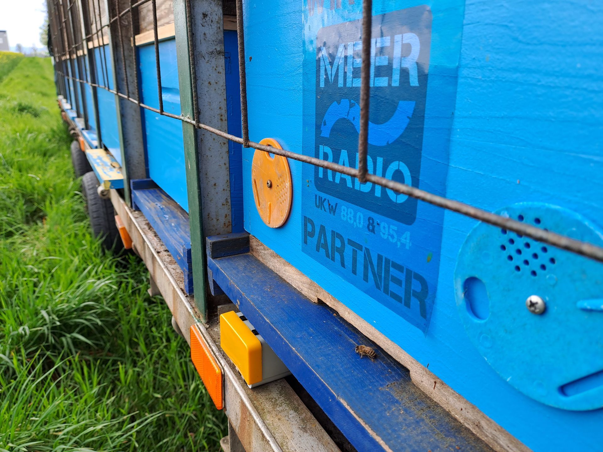 Das Meer Radio Bienenvolk