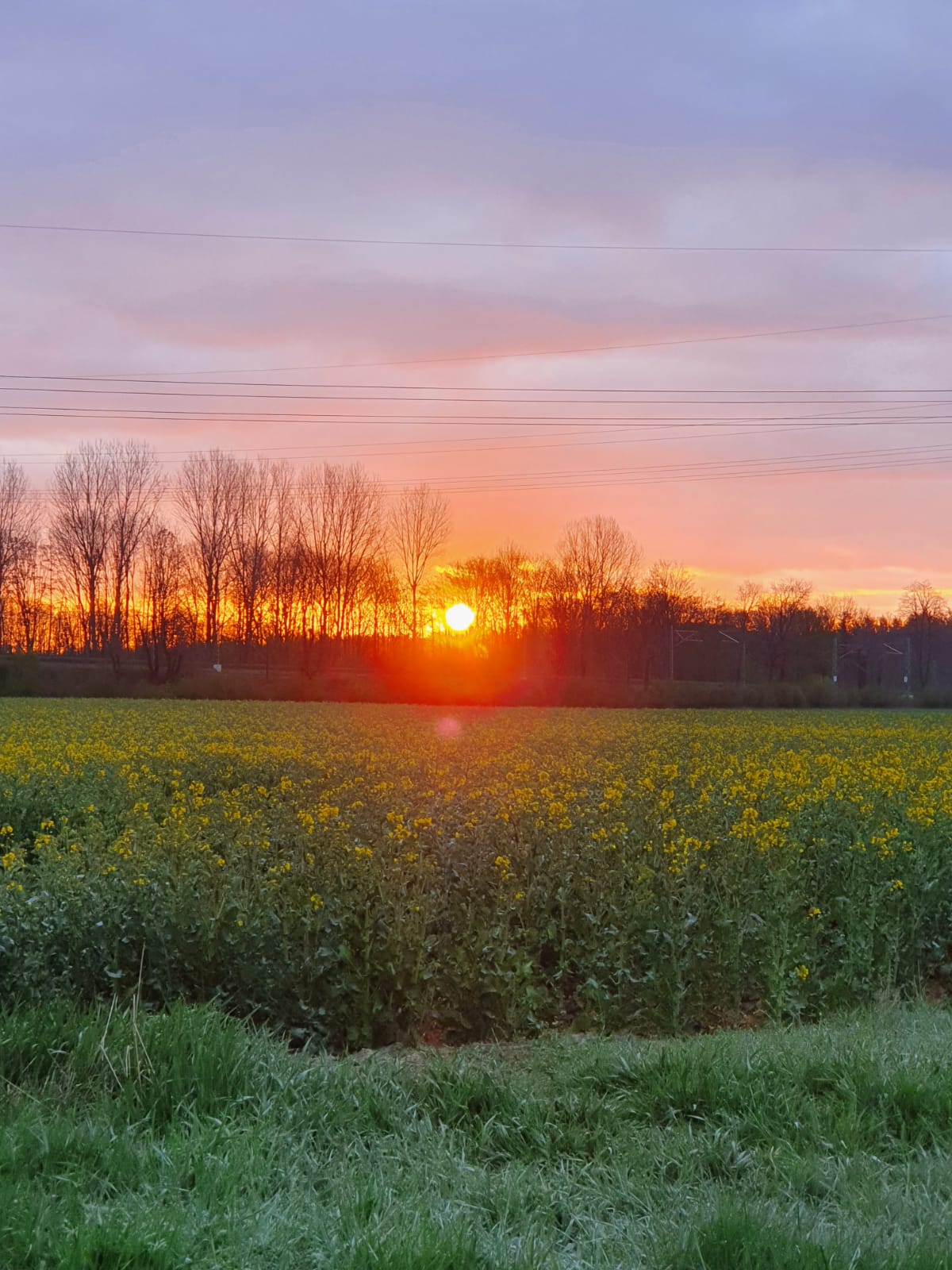 Sonnenuntergang im Rapsfeld