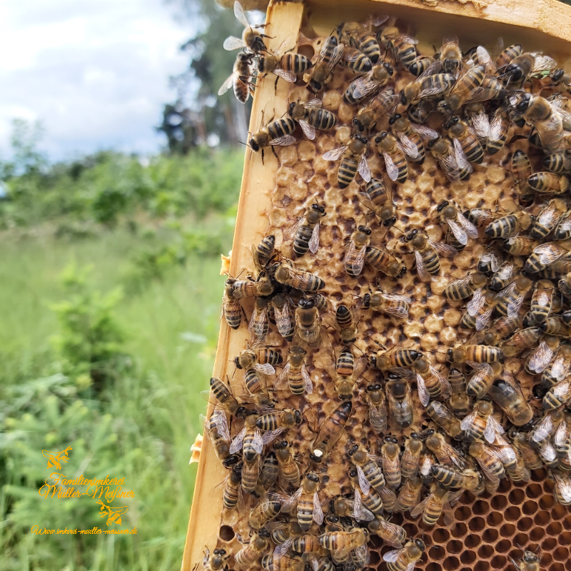 Brutwabe eines Honigbienenvolks in Wunstorf