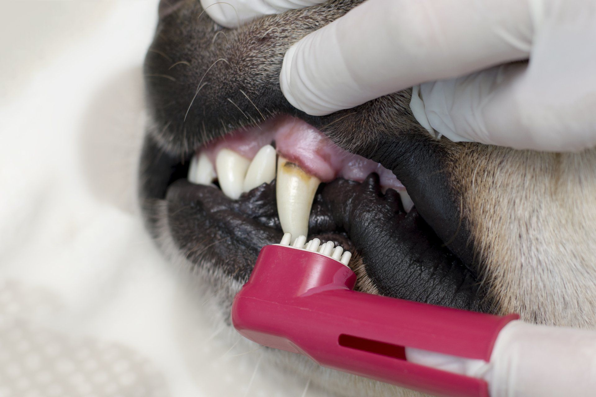 Teeth Cleaning in Simi Valley, CA