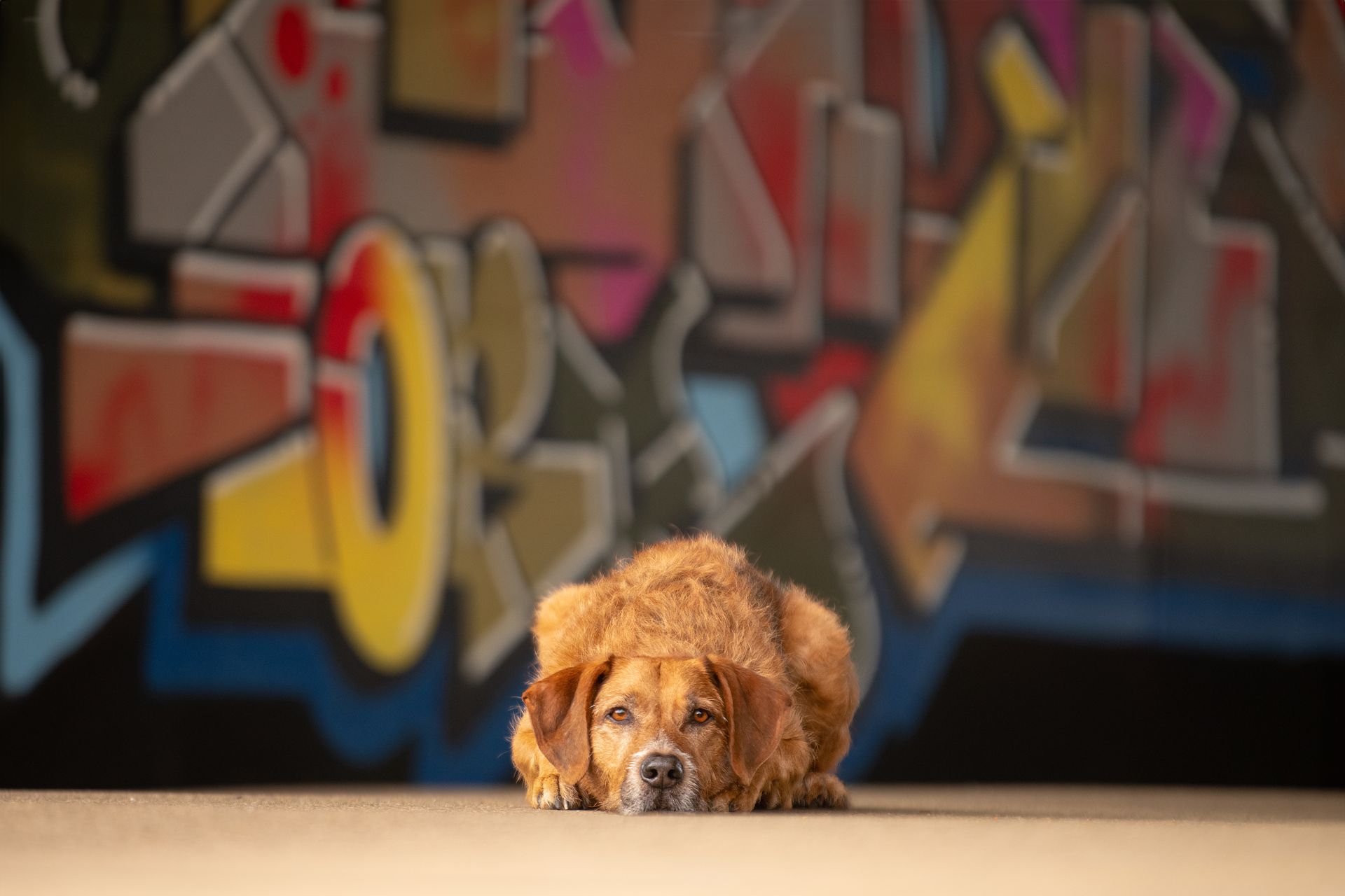Hund vor Graffiti im Landschaftspark Duisburg-Nord