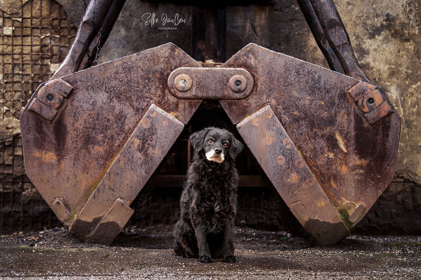 Hund vor Baggerschaufel im Landschaftspark Duisburg-Nord