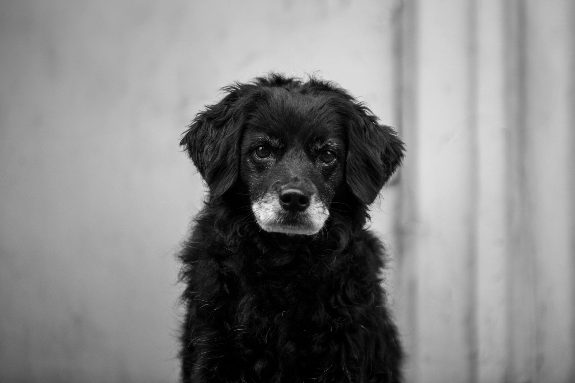 Porträt Hund in außergewöhnlicher Industriekulisse