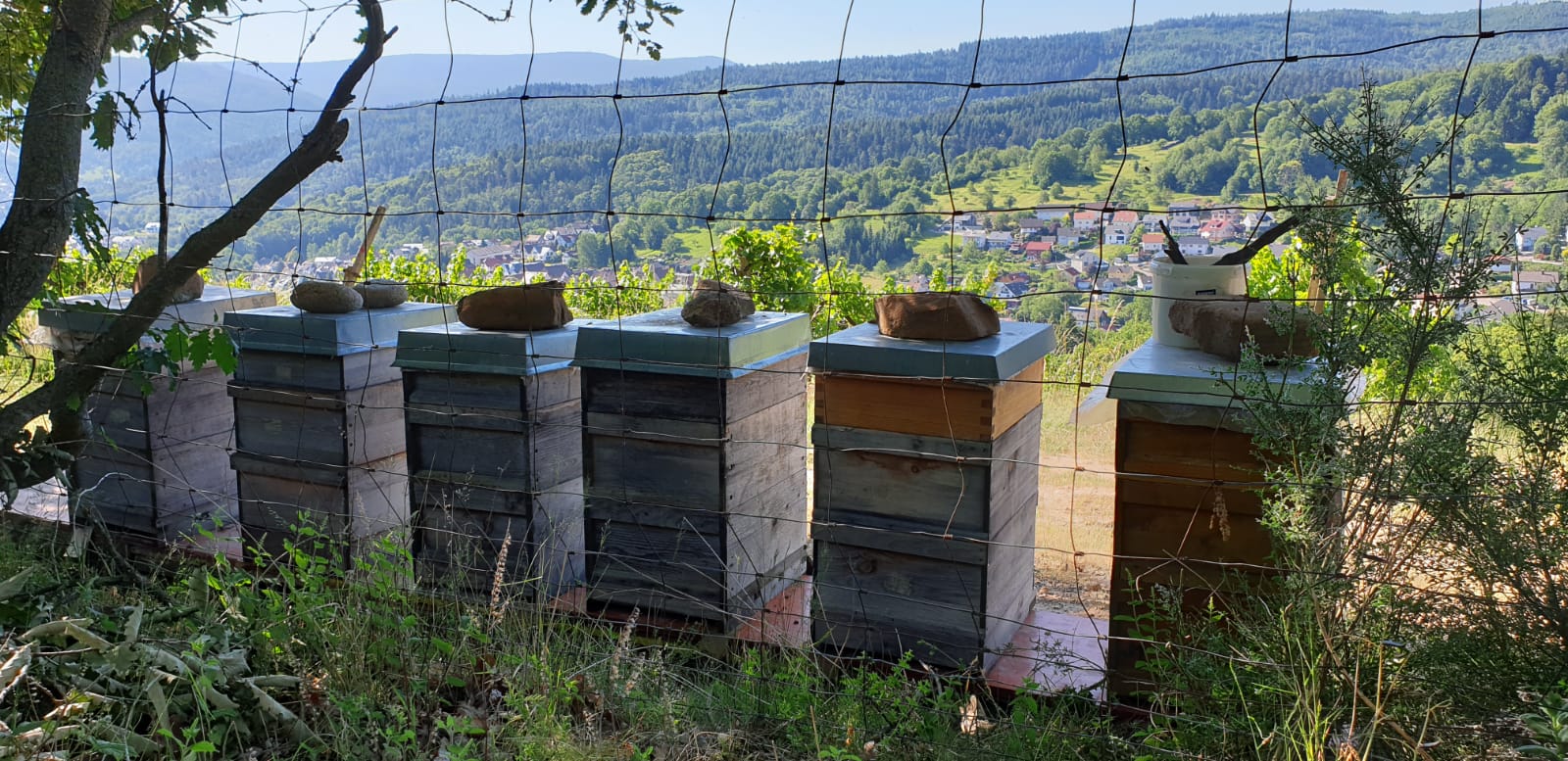 Unsere Bienenkästen und Bienenvölker am Rande des Schwarzwalds, für köstlichen Waldhonig von der Natur-Imkerei Magers