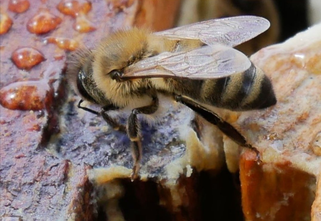 Nahaufnahme-Biene-auf-Wabe-Imkerei-Magers-Karlsruhe