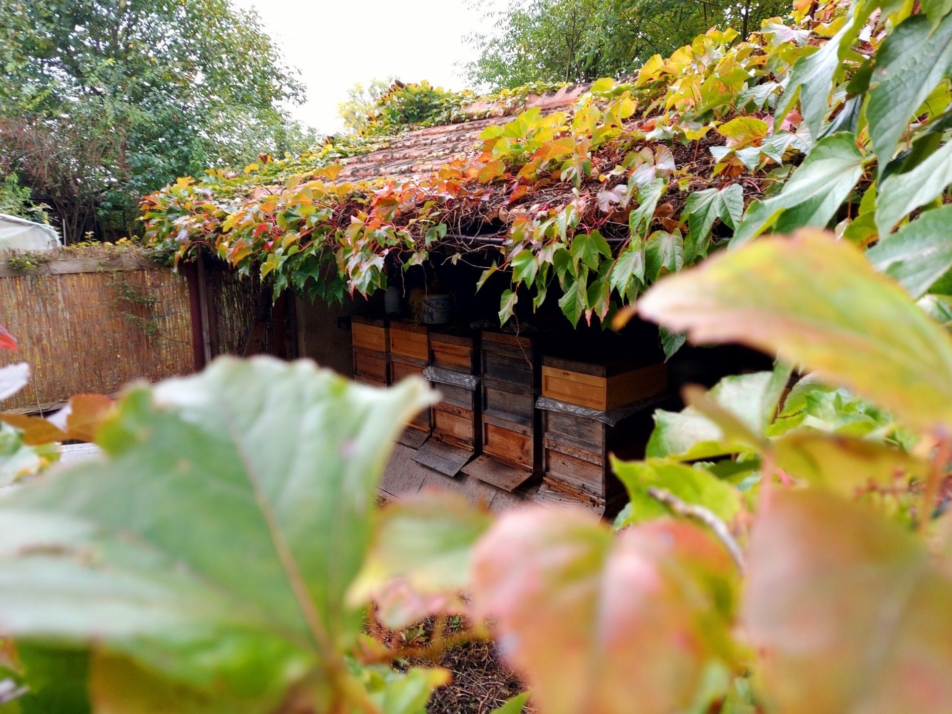 Die Bienenhütte der Imkerei Magers in Bietigheim/Baden